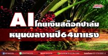 AI โกยเงินสต็อกปาล์ม หนุนงบปี64 มาแรง (11/01/64)