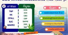 GBS ชู 7 หุ้นอานิสงส์กัญชง นำทีมโดย DOD-ICHI-CBG-OSP-SAPPE-DDD-RBF