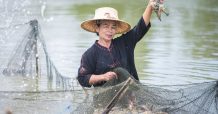 เกษตรกรผู้เลี้ยงกุ้งกาฬสินธุ์ รวมกลุ่มสู้โควิด-19 รับแรงงานคืนถิ่น เดินหน้าเลี้ยง “กุ้งก้ามกราม” มาตรฐาน GAP ส่งแม็คโครทั่วอีสาน เพิ่มโอกาสในวิกฤต