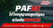 PAF เฮ! ได้ใบอนุญาตปลูกกัญชงหวังดันงบแกร่ง
