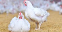 นักวิชาการซีพีเอฟ ย้ำการป้องกันโรคไก่ไทยเข้มแข็ง ผู้บริโภคมั่นใจเนื้อไก่ปลอดภัย