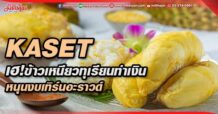 KASET เฮ!ข้าวเหนียวทุเรียนทำเงิน หนุนงบเทิร์นอะราวด์