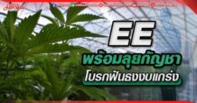 EE พร้อมลุยกัญชา โบรกฟันธงงบแกร่ง