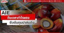 AIE ถึงเวลากำไรแรง รับต้นทุนปาล์มดิ่ง