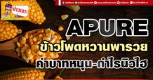 APURE ข้าวโพดหวานพารวย ค่าบาทหนุน-กำไรนิวไฮ