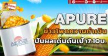 APURE ข้าวโพดหวานทำเงิน ปันผลเด่นดันเป้า 7.10 บ.