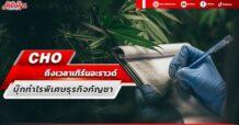 CHO  ถึงเวลาเทิร์นอะราวด์  บุ๊กกำไรพิเศษธุรกิจกัญชา